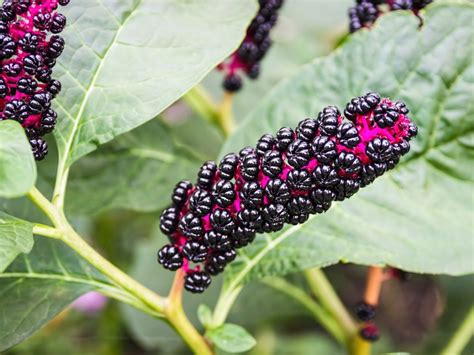What is pokeweed good for - "Pokeweed" redirects here. For other uses, see Pokeweed (disambiguation). Phytolacca americana, also known as American pokeweed, pokeweed, poke sallet, ...